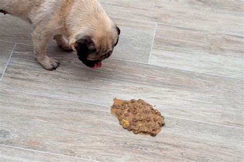 You may want to have a fecal test done to be on the safe side. . Dog vomiting after mating